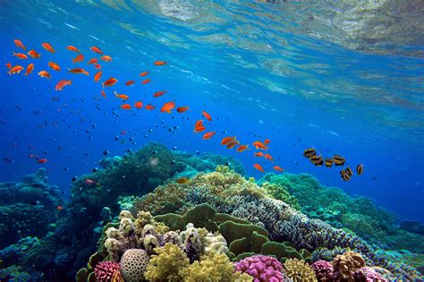 Journey to the Coral Reef: Unveiling Its Magical Wonders